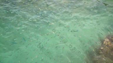 透明的清晰的蓝色的荡漾海表面珊瑚礁夏天一天学校异国情调的热带中士主要pintano鱼水下自然海洋<strong>水纹</strong>理<strong>背景</strong>